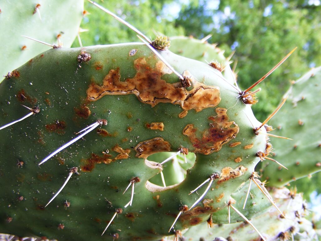 Kaktus