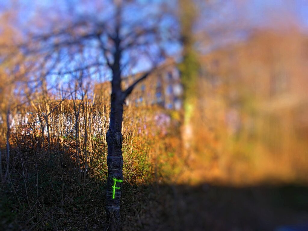 Vejtræ