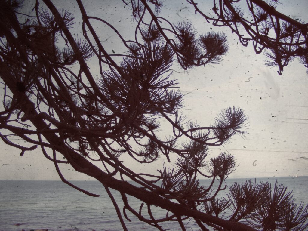 Plantage pine
