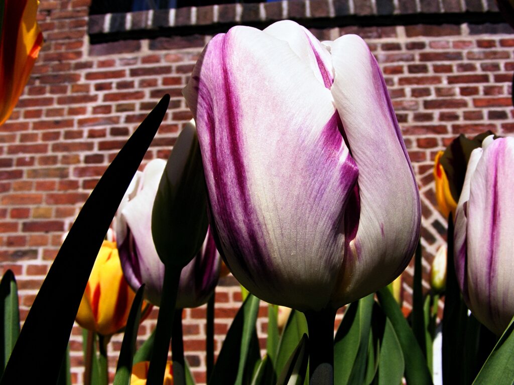 Tulipan