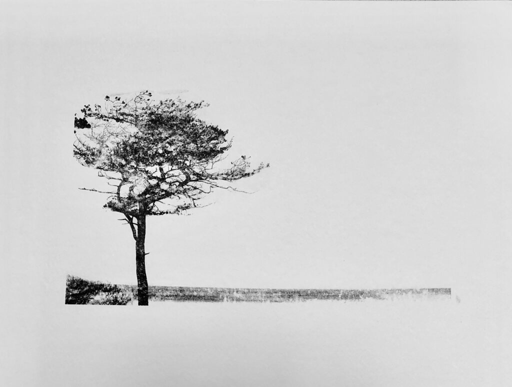 Hornbæk Plantage