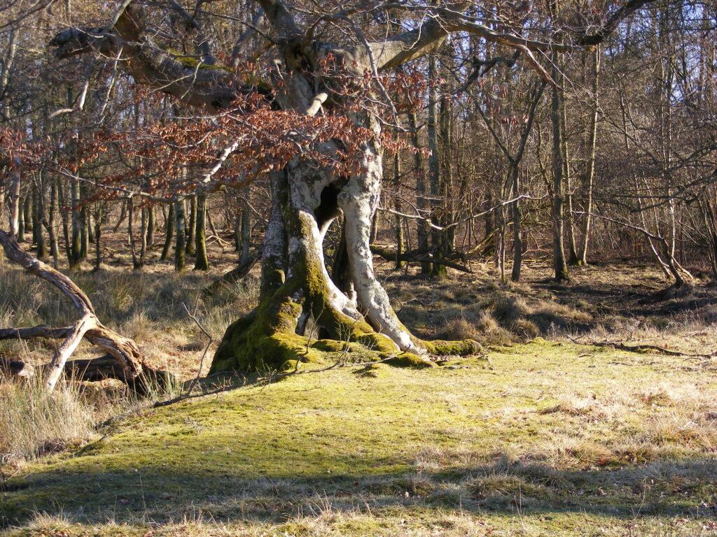 Dyrehaven