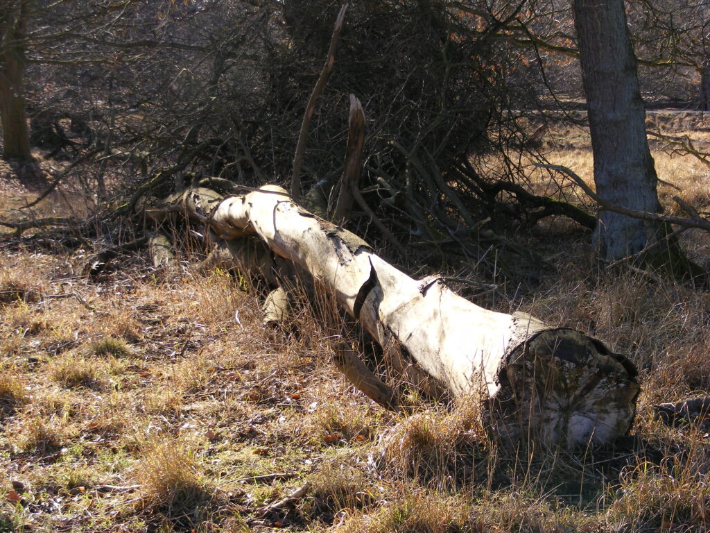 Dyrehaven